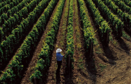 La région vinicole des Abruzzes, grande vedette du Salon des vins d'importation privée du Raspipav